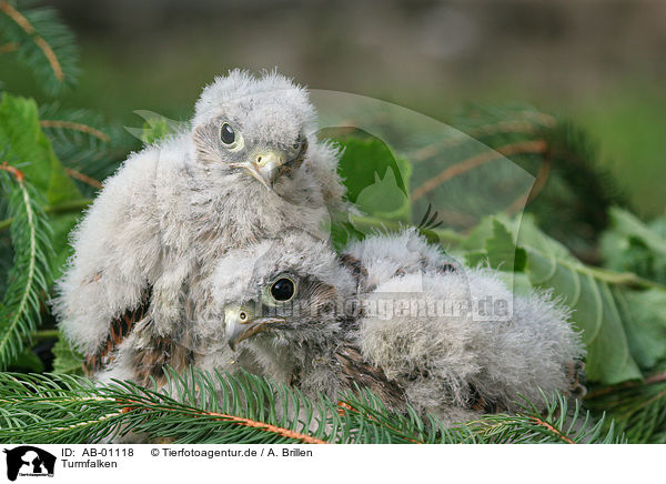 Turmfalken / common kestrels / AB-01118