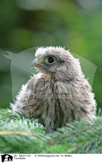 Turmfalke / common kestrel / AB-01123