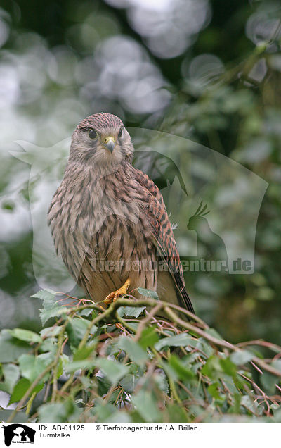 Turmfalke / common kestrel / AB-01125