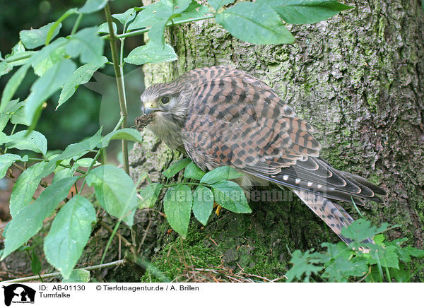 Turmfalke / AB-01130
