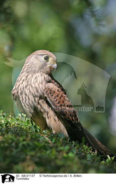 Turmfalke / AB-01137