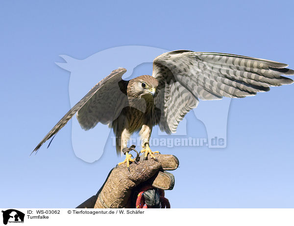 Turmfalke / kestrel / WS-03062