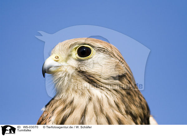 Turmfalke / kestrel / WS-03070