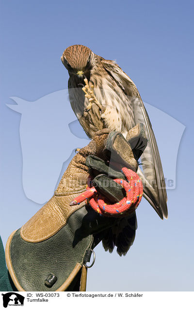 Turmfalke / kestrel / WS-03073