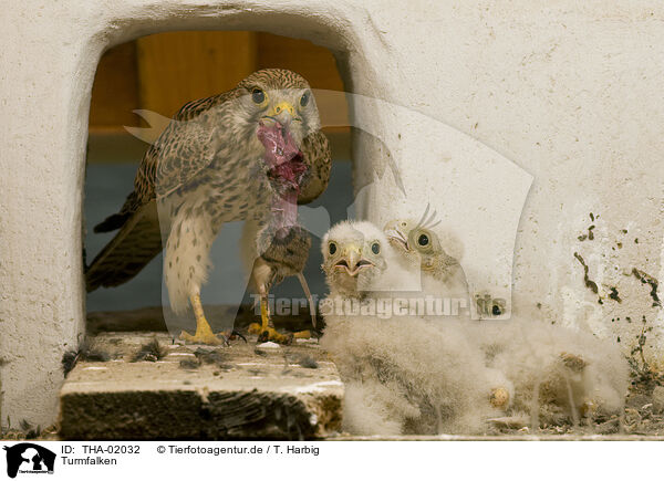 Turmfalken / kestrels / THA-02032