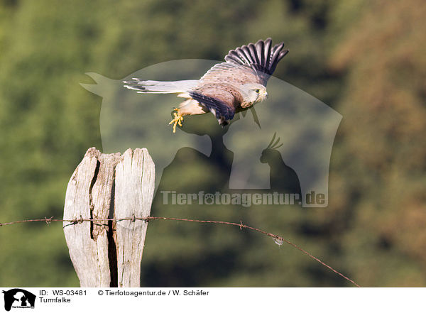 Turmfalke / WS-03481