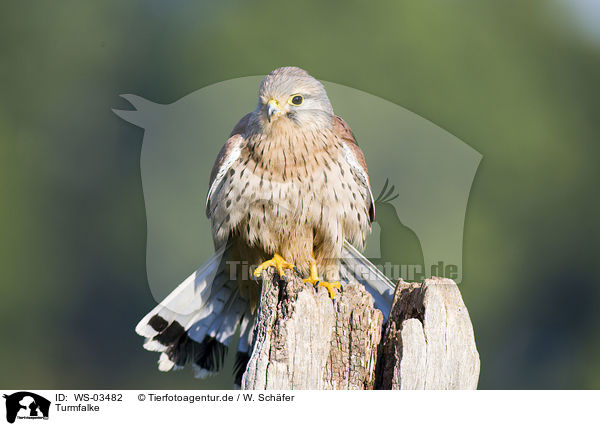 Turmfalke / WS-03482
