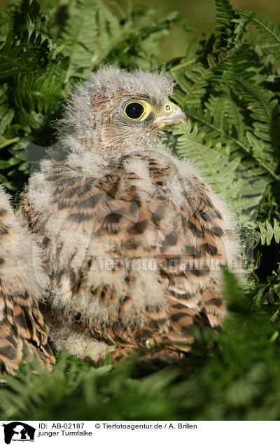 junger Turmfalke / young kestrel / AB-02187