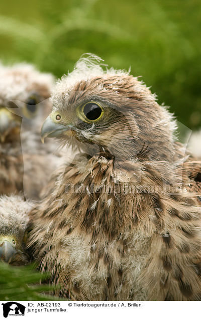 junger Turmfalke / AB-02193