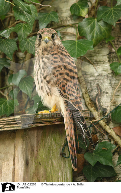 Turmfalke / AB-02203