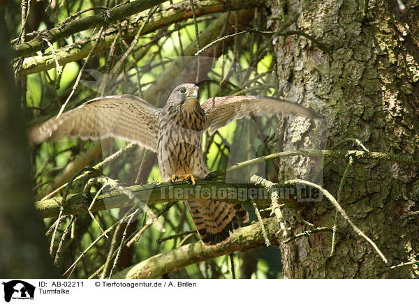 Turmfalke / AB-02211