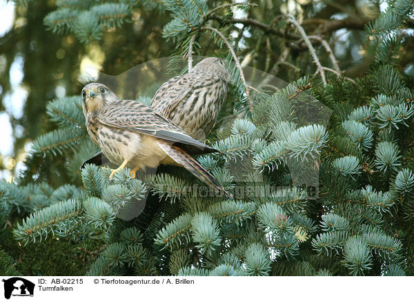 Turmfalken / AB-02215