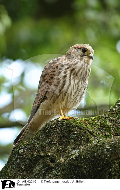 Turmfalke / kestrel / AB-02216