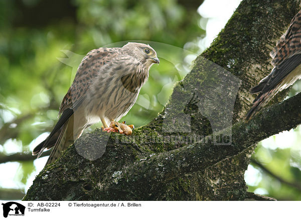Turmfalke / kestrel / AB-02224