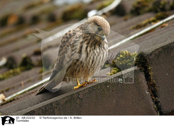 Turmfalke / kestrel / AB-02232