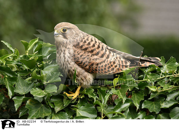 Turmfalke / AB-02234