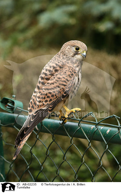 Turmfalke / kestrel / AB-02235