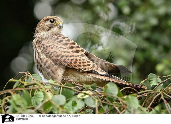 Turmfalke / kestrel / AB-02238
