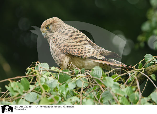 Turmfalke / kestrel / AB-02239