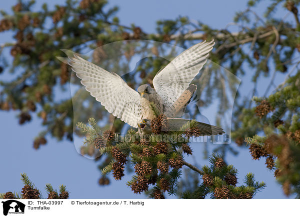 Turmfalke / kestrel / THA-03997