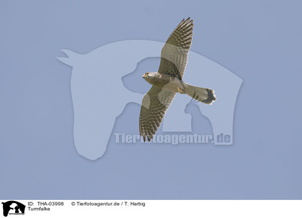 Turmfalke / kestrel / THA-03998