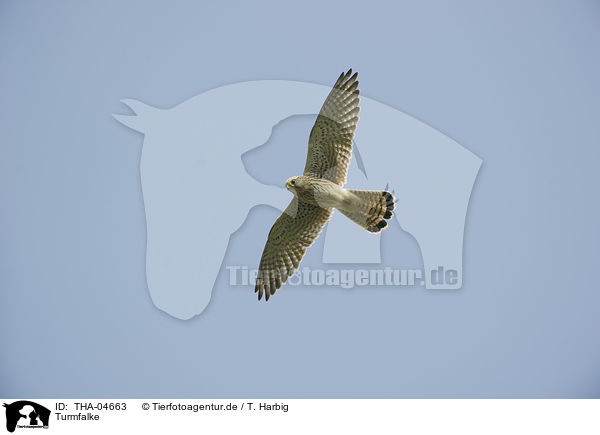 Turmfalke / THA-04663