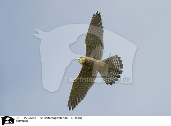 Turmfalke / kestrel / THA-05315
