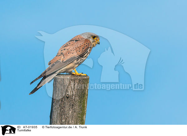 Turmfalke / kestrel / AT-01935