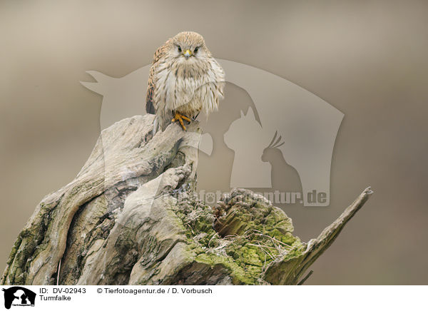 Turmfalke / kestrel / DV-02943