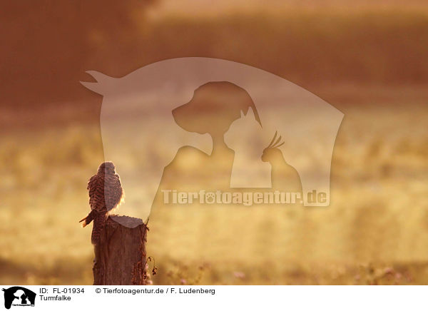 Turmfalke / FL-01934