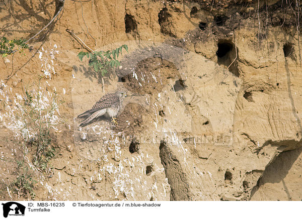 Turmfalke / kestrel / MBS-16235