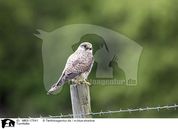 Turmfalke / kestrel / MBS-17541