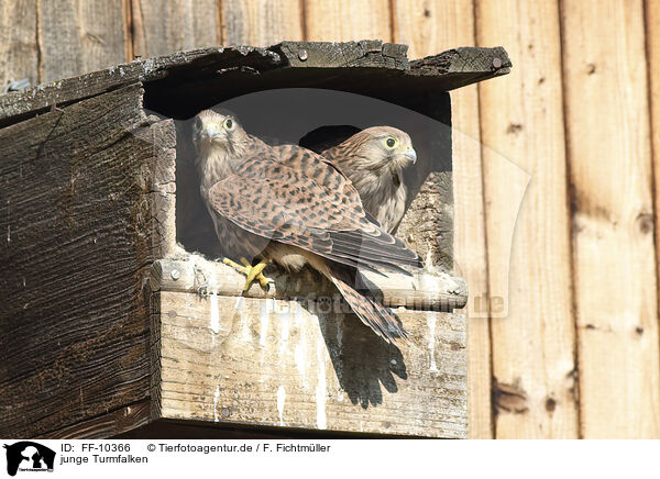 junge Turmfalken / young kestrels / FF-10366