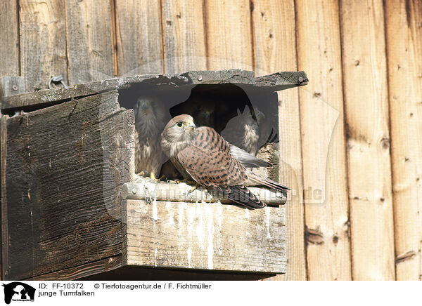 junge Turmfalken / young kestrels / FF-10372