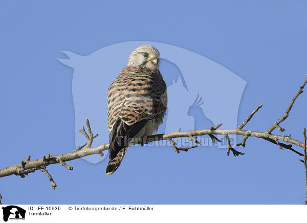 Turmfalke / kestrel / FF-10936
