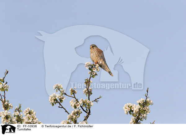Turmfalke / kestrel / FF-10938