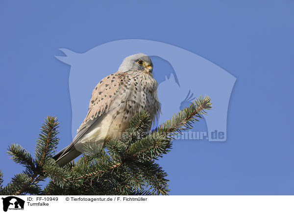 Turmfalke / kestrel / FF-10949