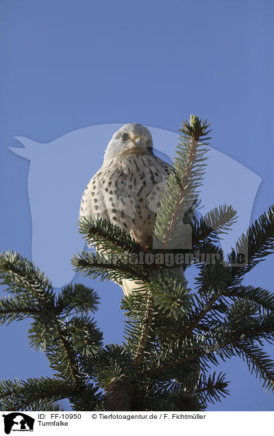 Turmfalke / kestrel / FF-10950