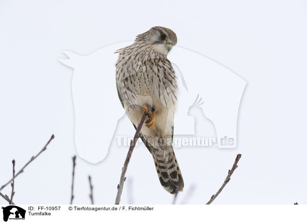 Turmfalke / FF-10957