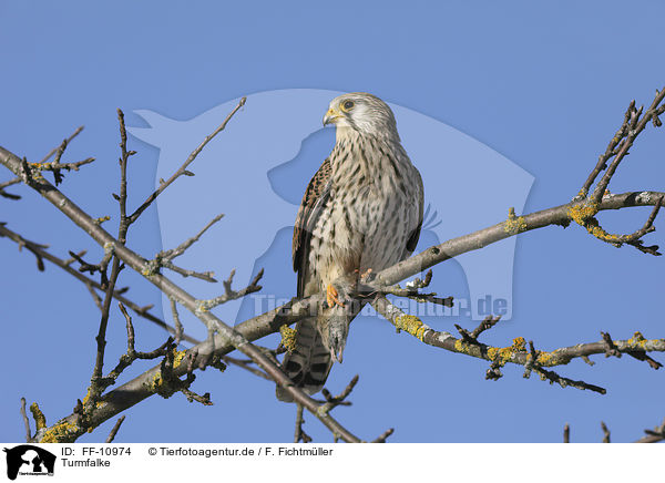 Turmfalke / kestrel / FF-10974