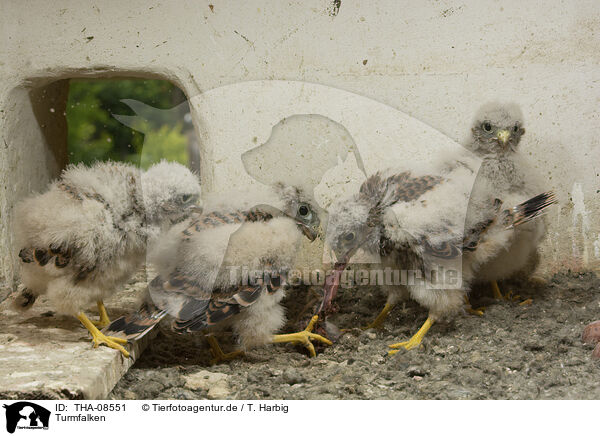 Turmfalken / kestrels / THA-08551