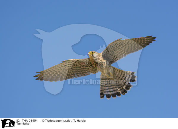 Turmfalke / kestrel / THA-08554