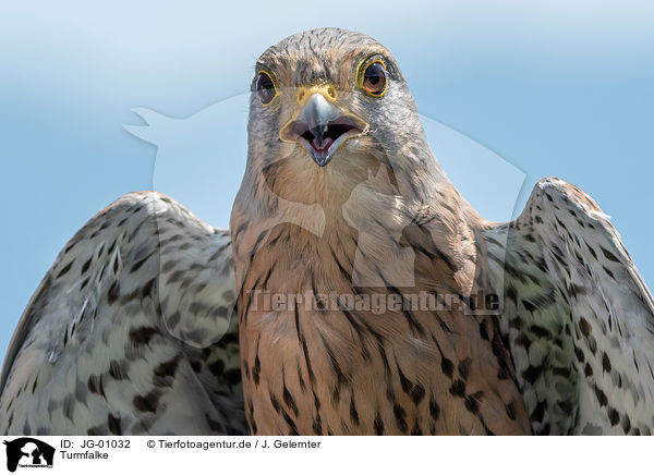 Turmfalke / JG-01032