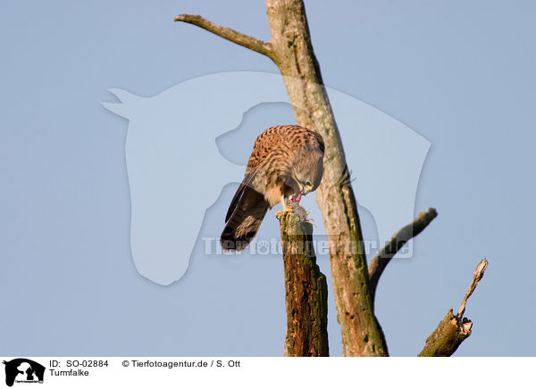 Turmfalke / kestrel / SO-02884