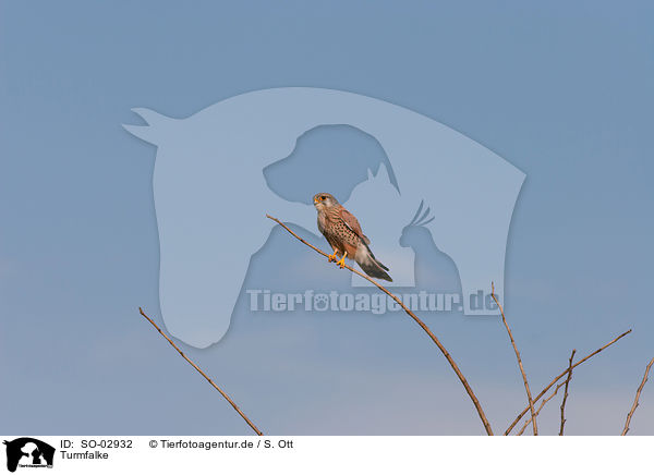 Turmfalke / kestrel / SO-02932