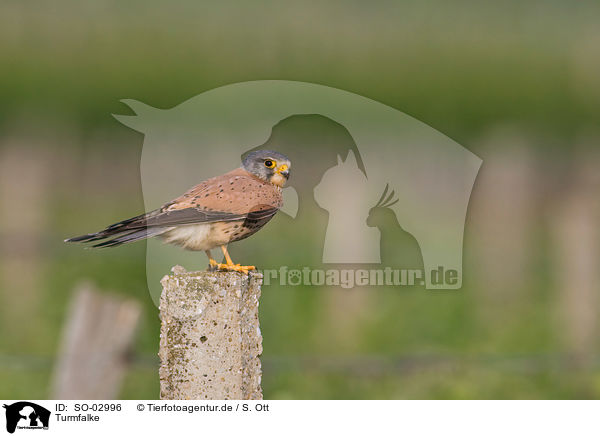 Turmfalke / SO-02996