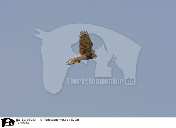 Turmfalke / SO-03033