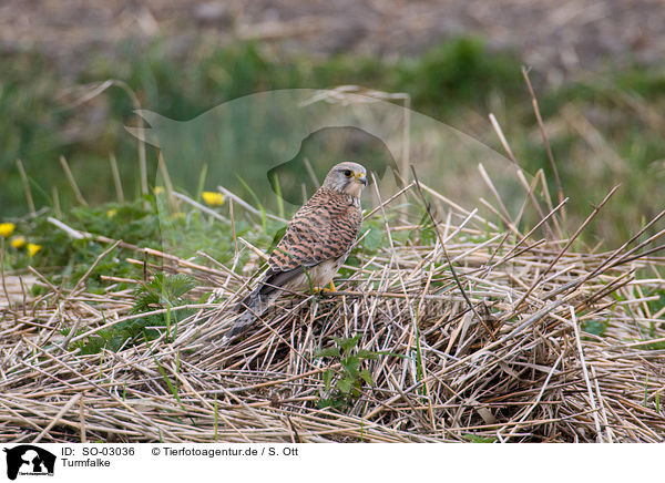 Turmfalke / kestrel / SO-03036