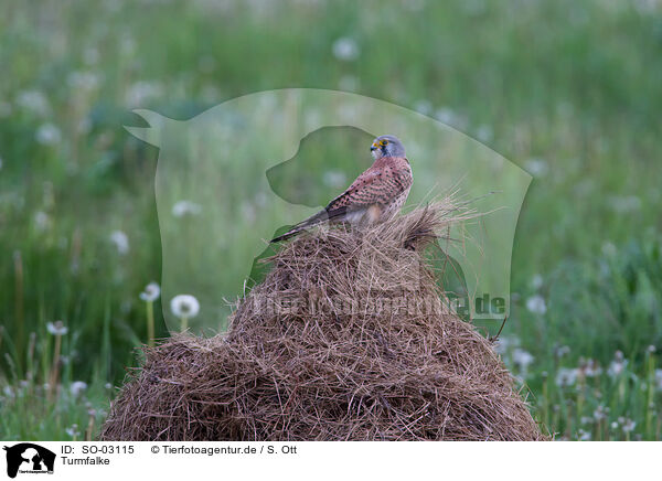 Turmfalke / SO-03115