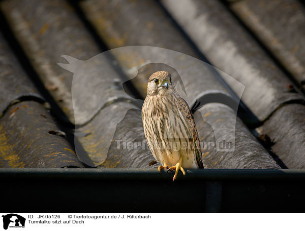 Turmfalke sitzt auf Dach / Kestrel sits on roof / JR-05126